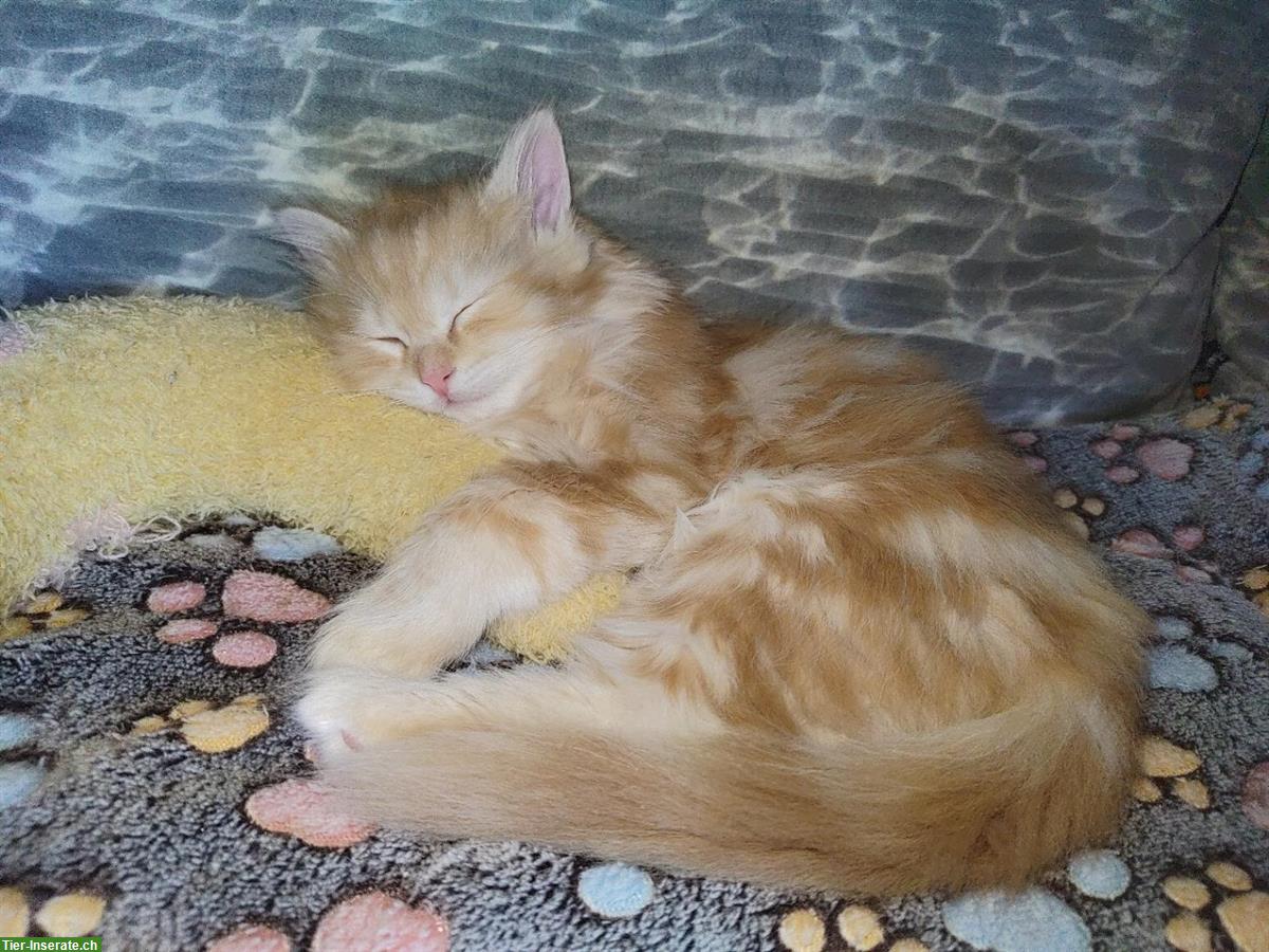 Maine Coon x Heilige Birma Mix Kater, Kätzchen