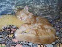 Maine Coon x Heilige Birma Mix Kater, Kätzchen