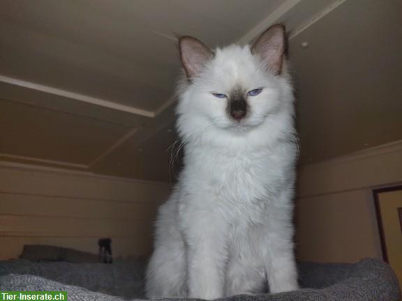 Bild 3: Maine Coon x Heilige Birma Mix Kater, Kätzchen