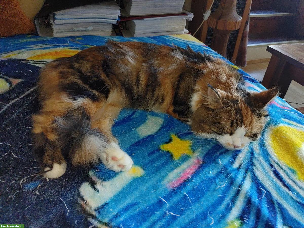 Bild 4: Maine Coon x Heilige Birma Mix Kater, Kätzchen