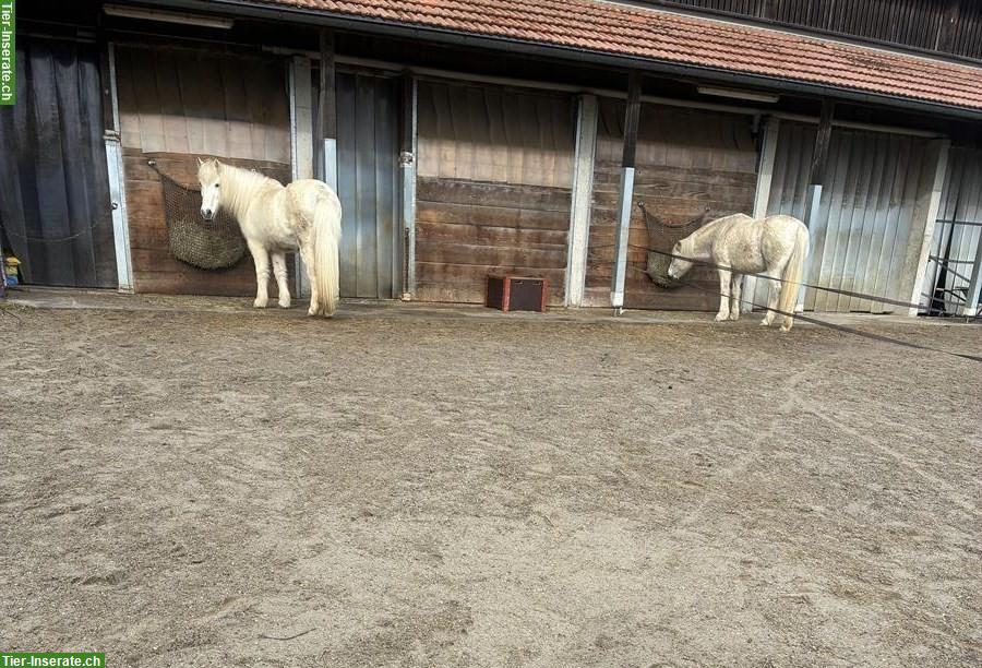 Altersplatz in Bibern SO für umgängliches Islandpferd