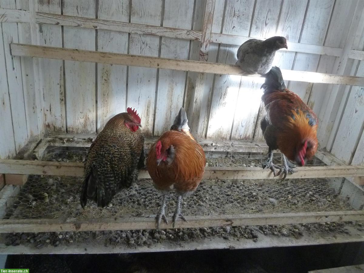 Freundliche Junghähne, Bio, aus Naturbrut