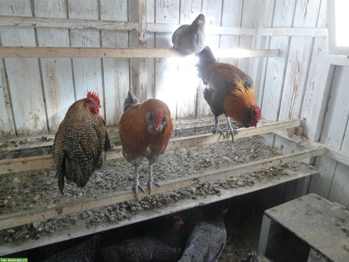 Bild 2: Freundliche Junghähne, Bio, aus Naturbrut