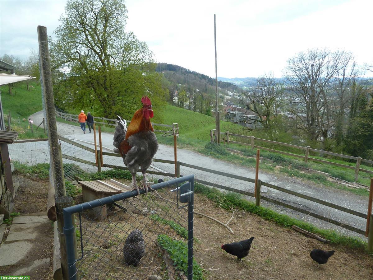 Bild 3: Freundliche Junghähne, Bio, aus Naturbrut