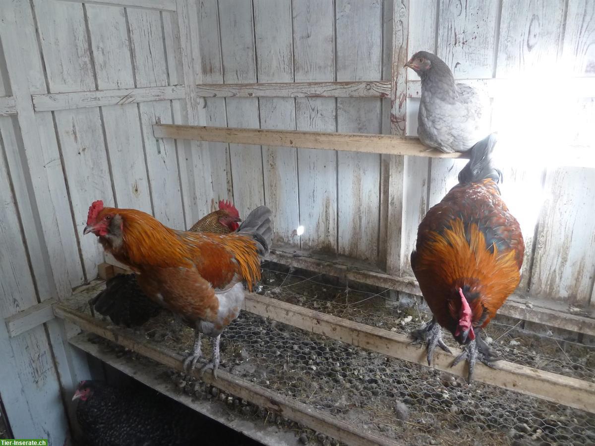 Bild 4: Freundliche Junghähne, Bio, aus Naturbrut