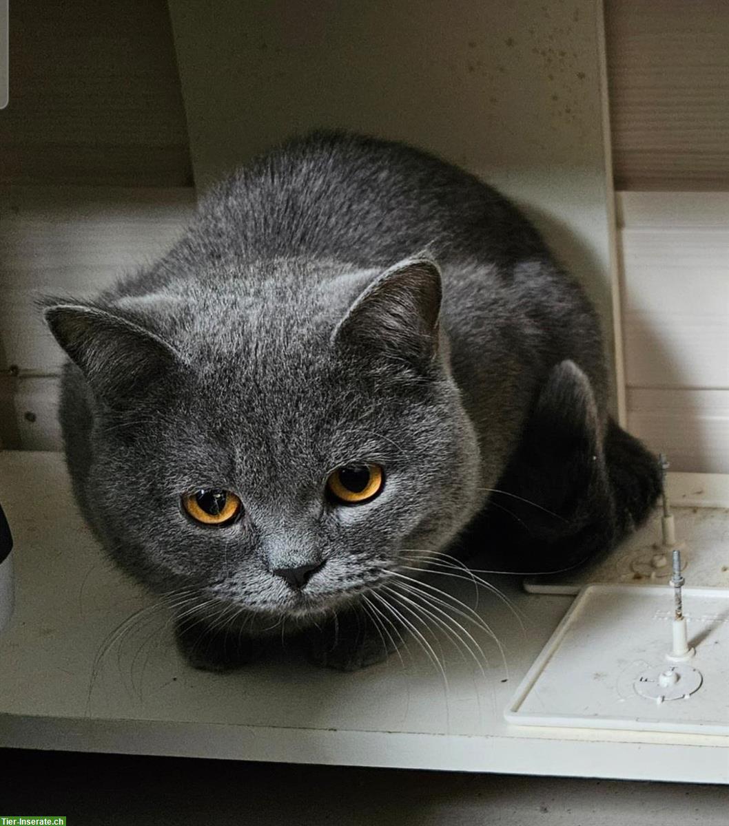 1.5-jähriger BKH Kater, kastriert, Gen-Tests