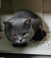 1.5-jähriger BKH Kater, kastriert, Gen-Tests