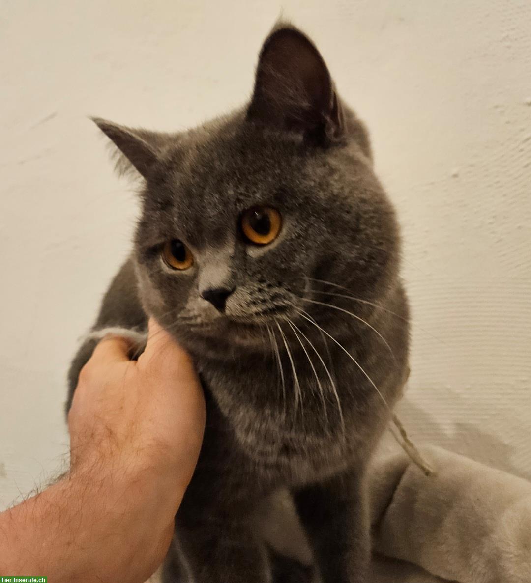 Bild 2: 1.5-jähriger BKH Kater, kastriert, Gen-Tests