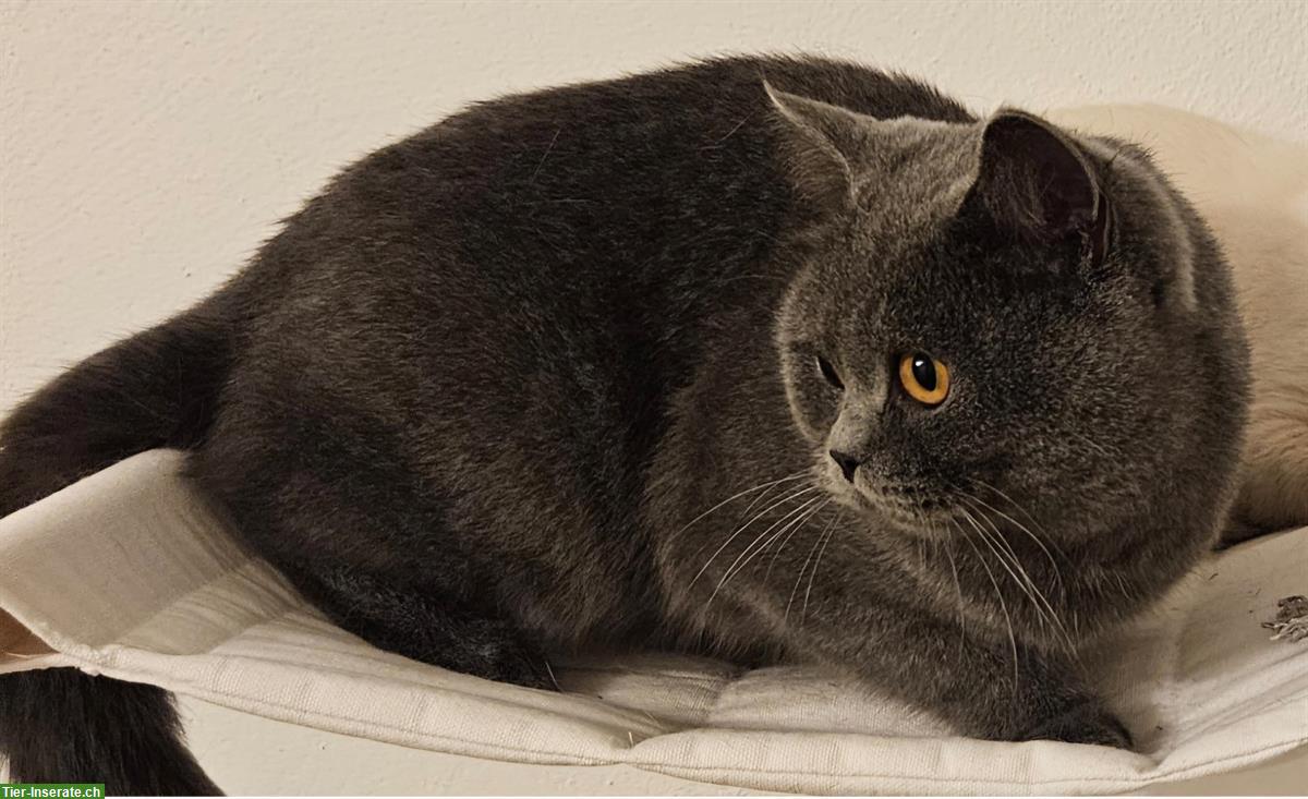 Bild 3: 1.5-jähriger BKH Kater, kastriert, Gen-Tests