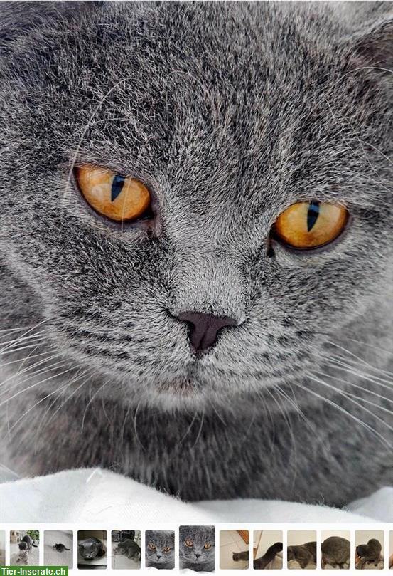 Bild 4: 1.5-jähriger BKH Kater, kastriert, Gen-Tests