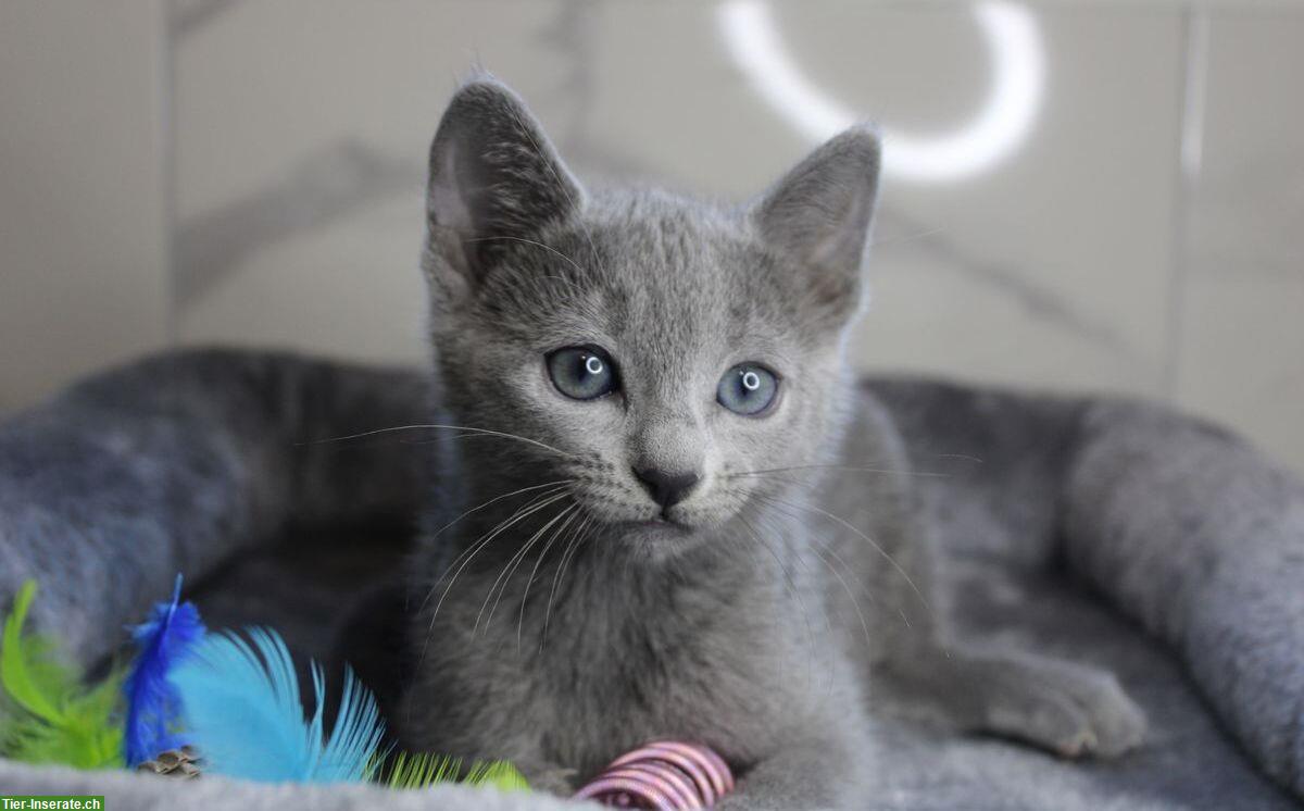 Russisch Blau Kätzchen, männlich + weiblich