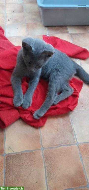 Bild 2: Russisch Blau Kätzchen, männlich + weiblich