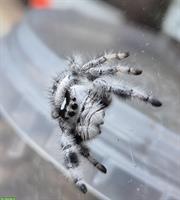 Springspinnen Starterset Angebot