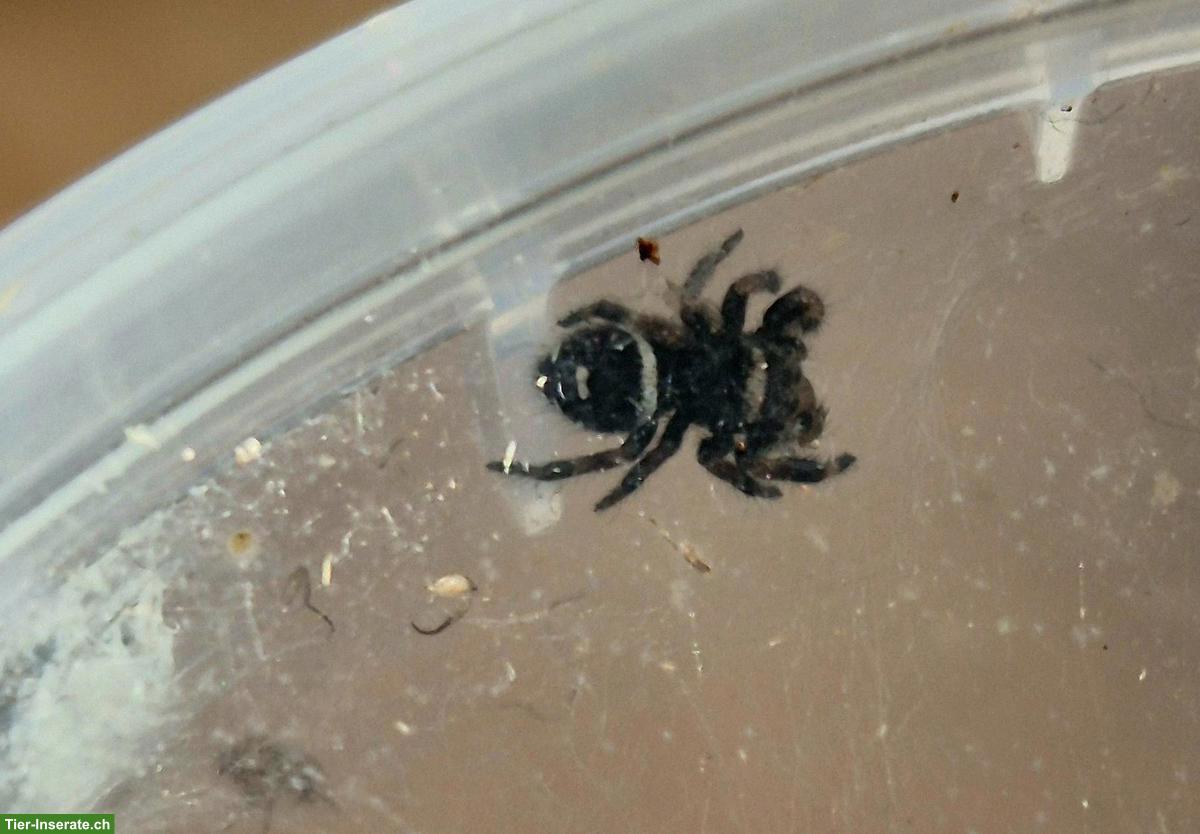 Bild 4: Springspinnen (Phidippus Ardens + Phidippus Regius Apalachicola)