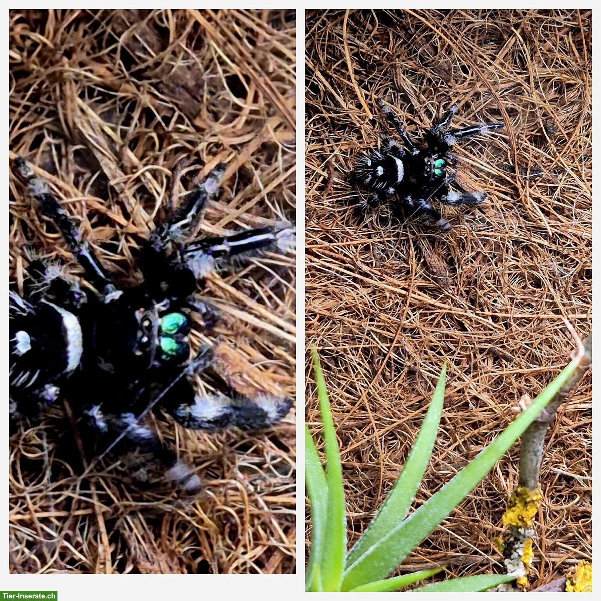 Bild 6: Springspinnen (Phidippus Ardens + Phidippus Regius Apalachicola)