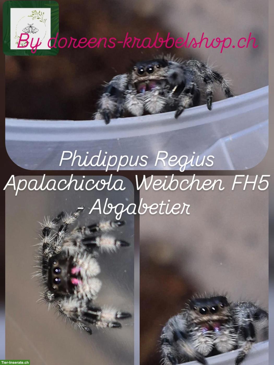 Bild 7: Springspinnen (Phidippus Ardens + Phidippus Regius Apalachicola)
