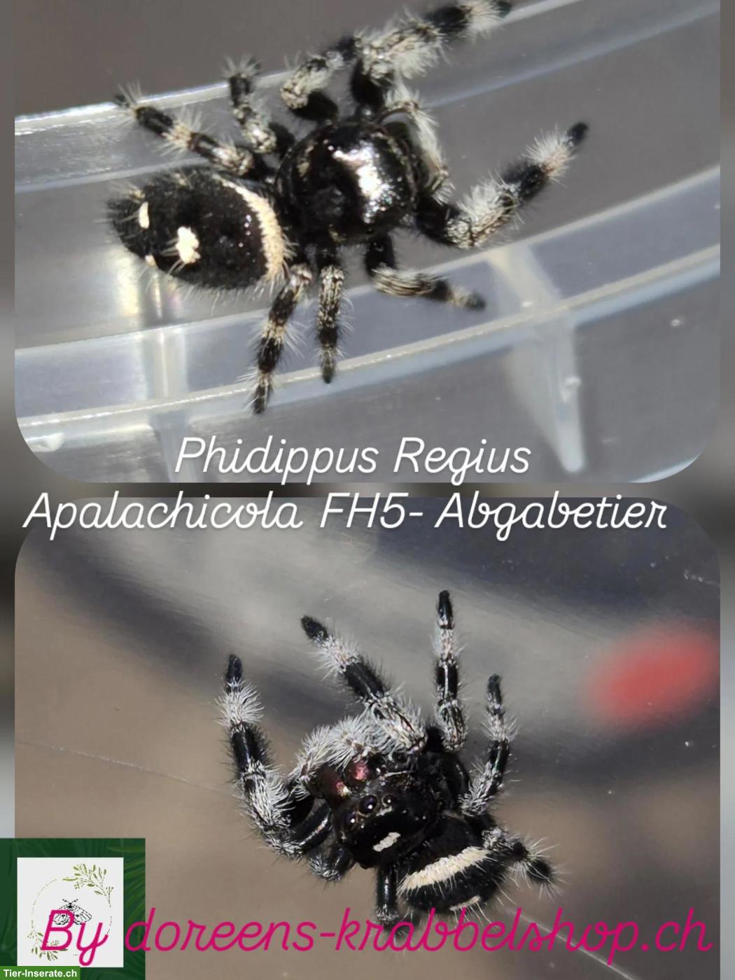 Bild 8: Springspinnen (Phidippus Ardens + Phidippus Regius Apalachicola)