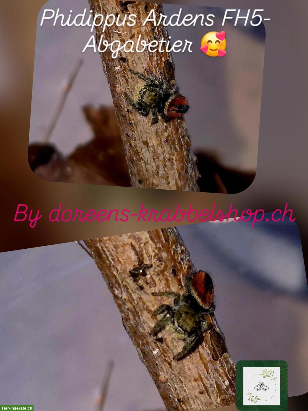 Bild 9: Springspinnen (Phidippus Ardens + Phidippus Regius Apalachicola)