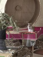 Rennmaus Dame sucht neues Zuhause