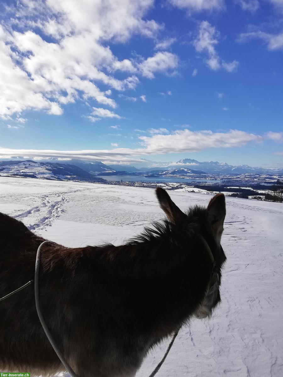 Stall gesucht für 2 - 4 Pferde, Nordwestschweiz