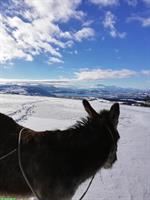 Stall gesucht für 2 - 4 Pferde, Nordwestschweiz