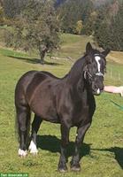 Freundliche Noriker Rappstute, 11 Jahre