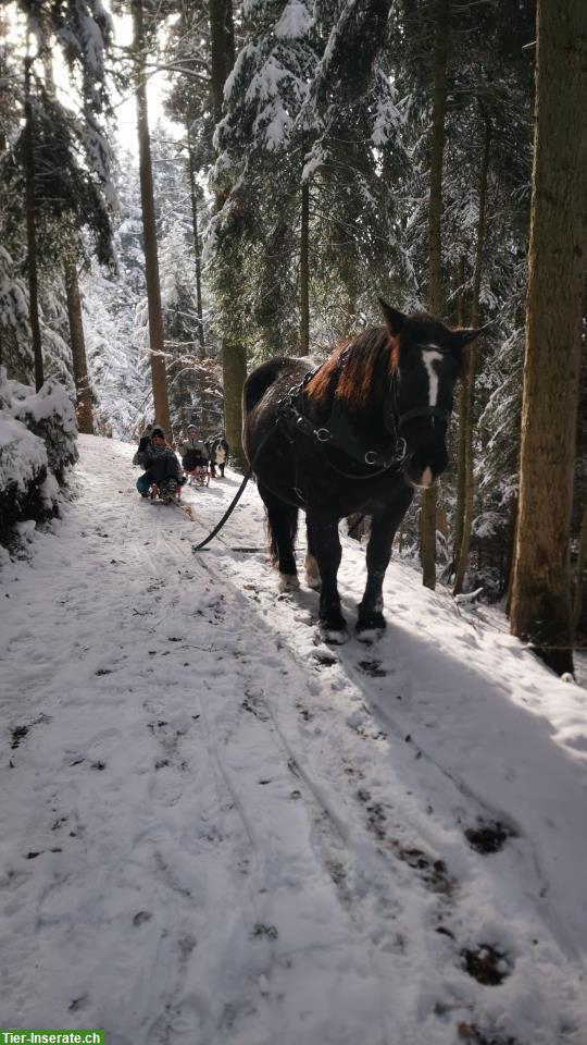 Bild 4: Freundliche Noriker Rappstute, 11 Jahre