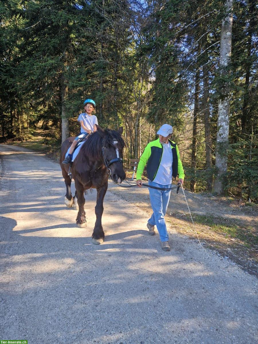 Bild 5: Freundliche Noriker Rappstute, 11 Jahre