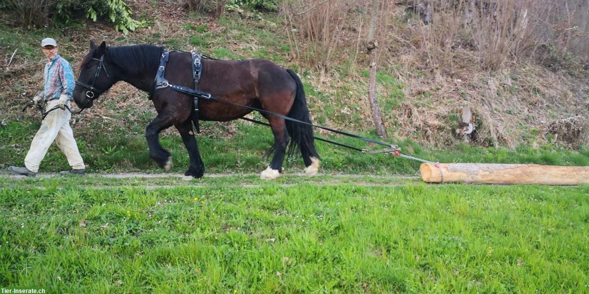 Bild 6: Freundliche Noriker Rappstute, 11 Jahre