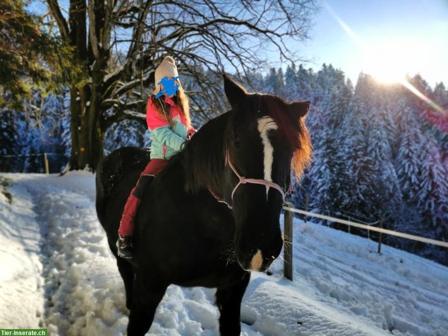 Bild 7: Freundliche Noriker Rappstute, 11 Jahre