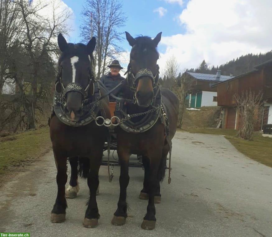 Bild 8: Freundliche Noriker Rappstute, 11 Jahre