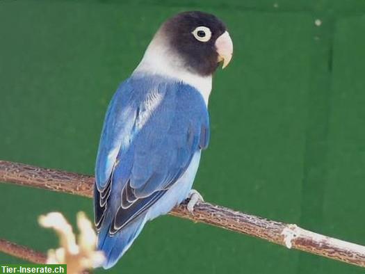 14 Schwarzköpfchen, 2 Gelb & 1 Orange