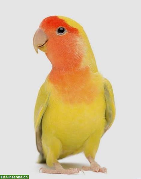 Bild 2: 14 Schwarzköpfchen, 2 Gelb & 1 Orange