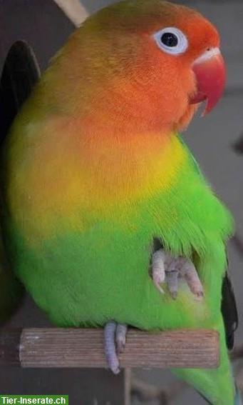 Bild 3: 14 Schwarzköpfchen, 2 Gelb & 1 Orange