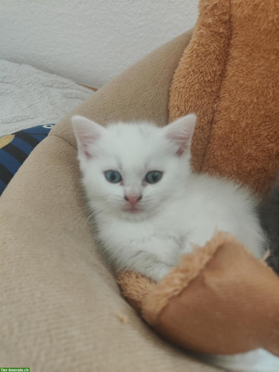 Reinrassige Britische Kurzhaar Kätzchen, weiß