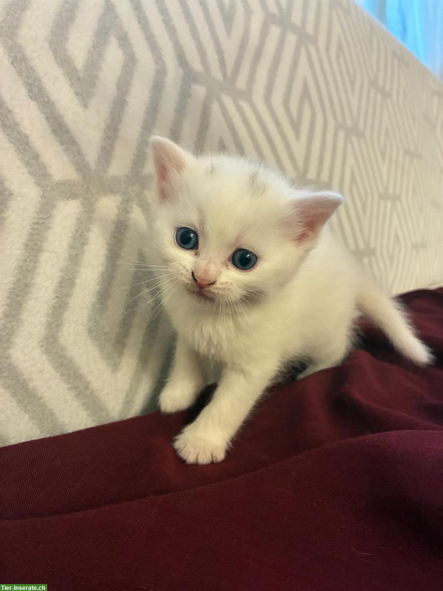 Bild 2: Reinrassige Britische Kurzhaar Kätzchen, weiß