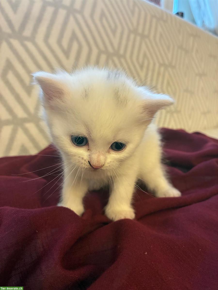 Bild 3: Reinrassige Britische Kurzhaar Kätzchen, weiß