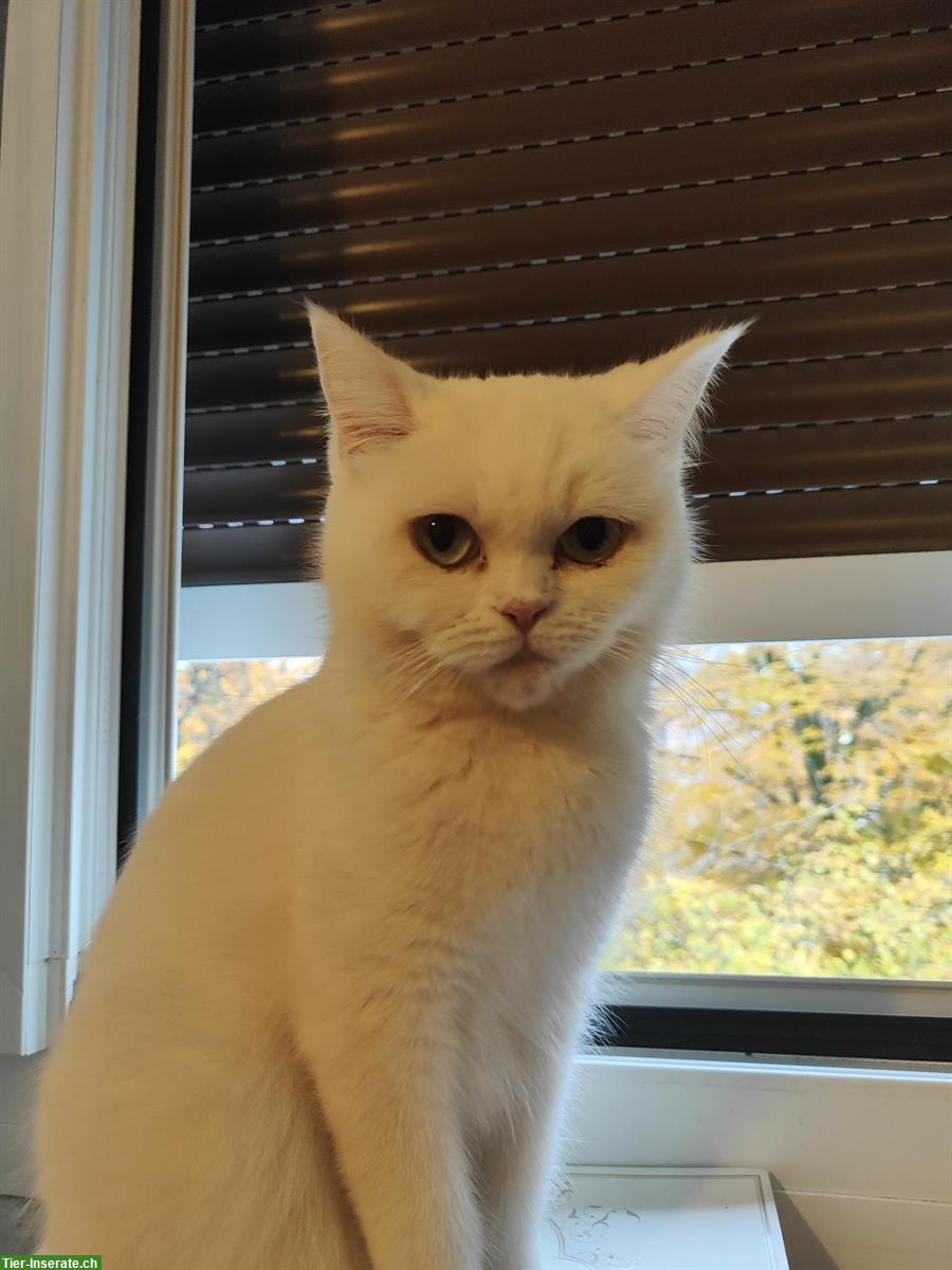 Bild 4: Reinrassige Britische Kurzhaar Kätzchen, weiß