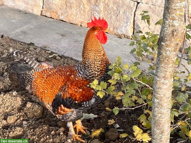 Junger Hahn, Maran x Bielefelder-Kennhuhn, sehr zutraulich