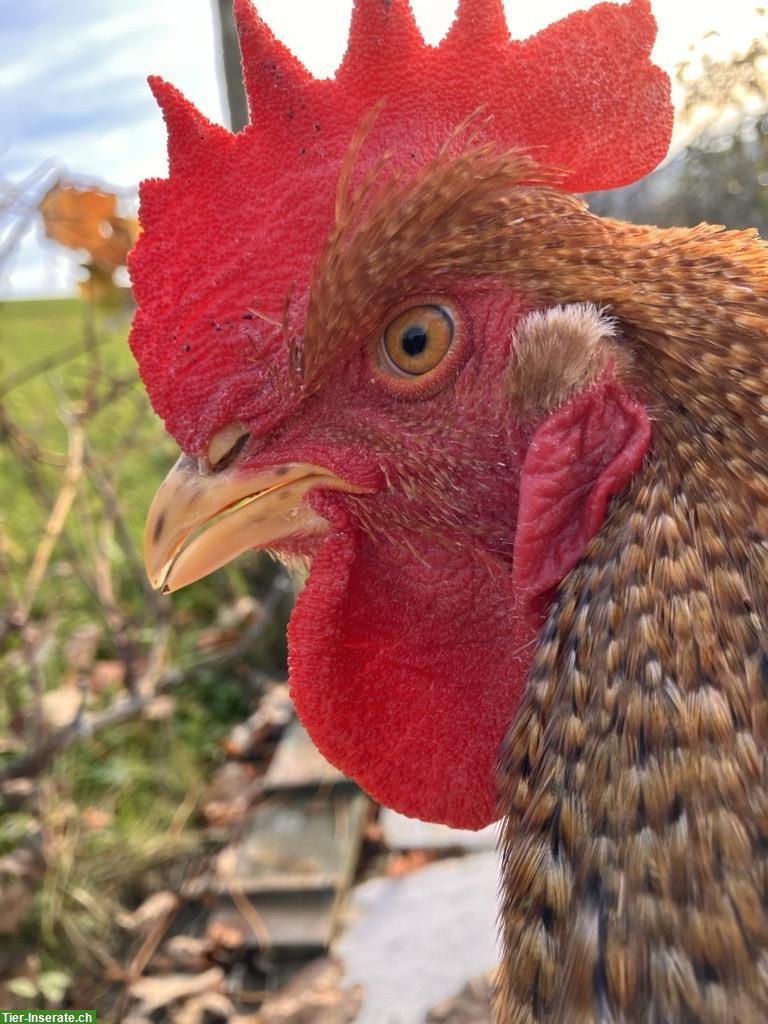 Bild 2: Junger Hahn, Maran x Bielefelder-Kennhuhn, sehr zutraulich