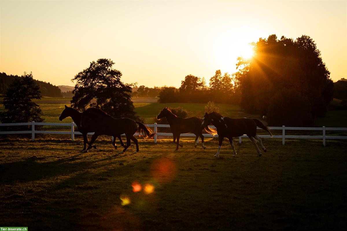 Offenstallplatz in 8512 Lustdorf TG, ab Frühling 2026