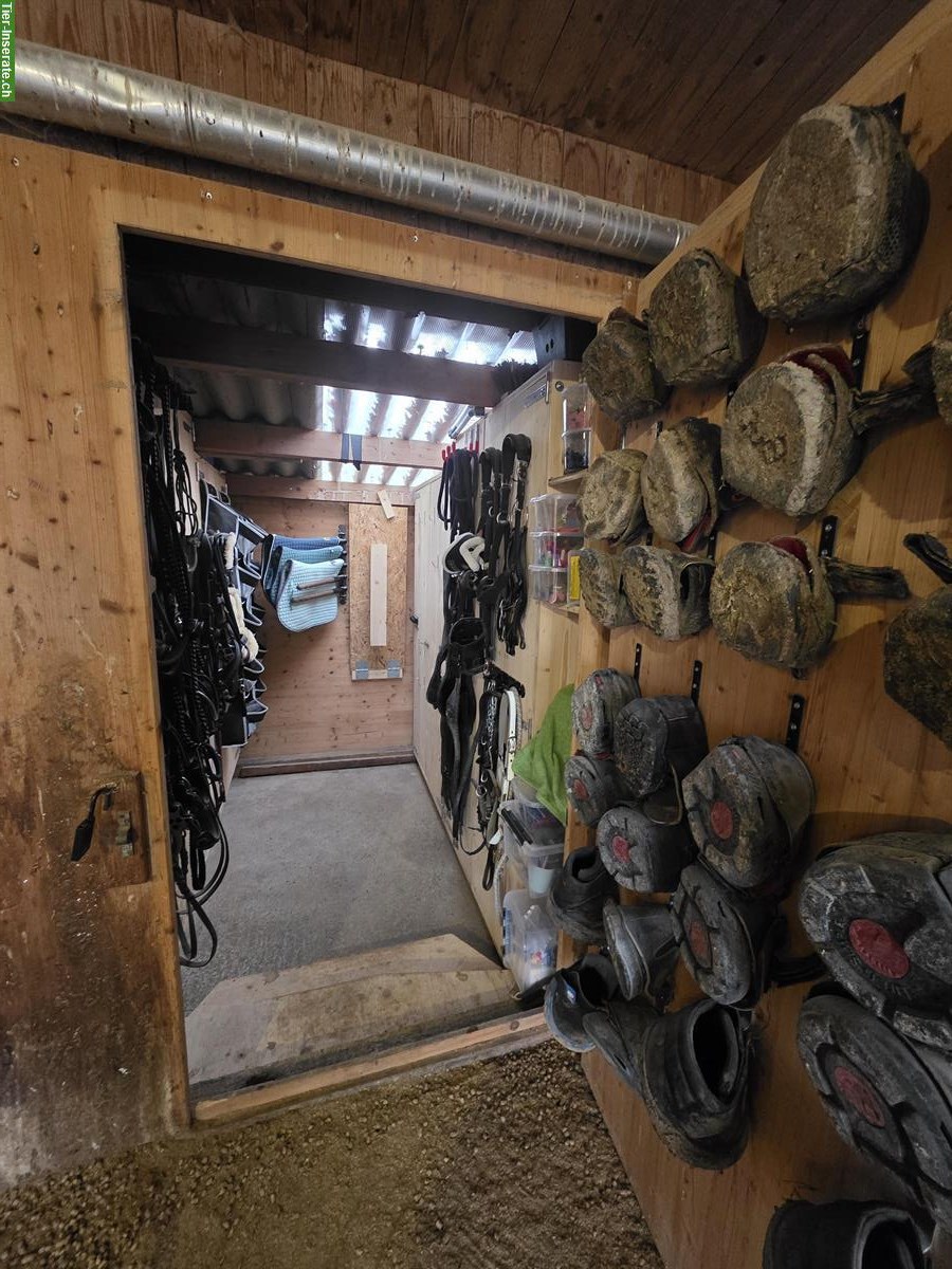 Bild 10: Offenstallplatz in 8512 Lustdorf TG, ab Frühling 2026