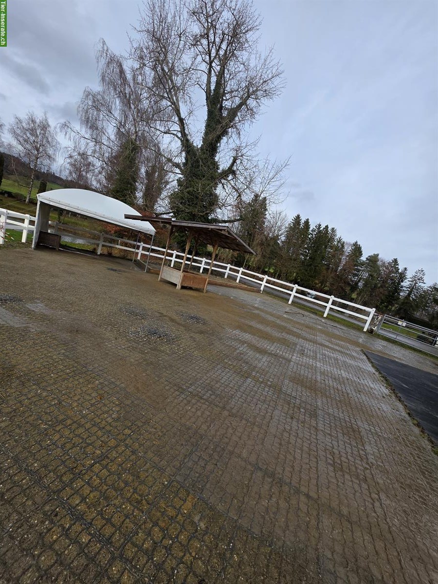 Bild 2: Offenstallplatz in 8512 Lustdorf TG, ab Frühling 2026