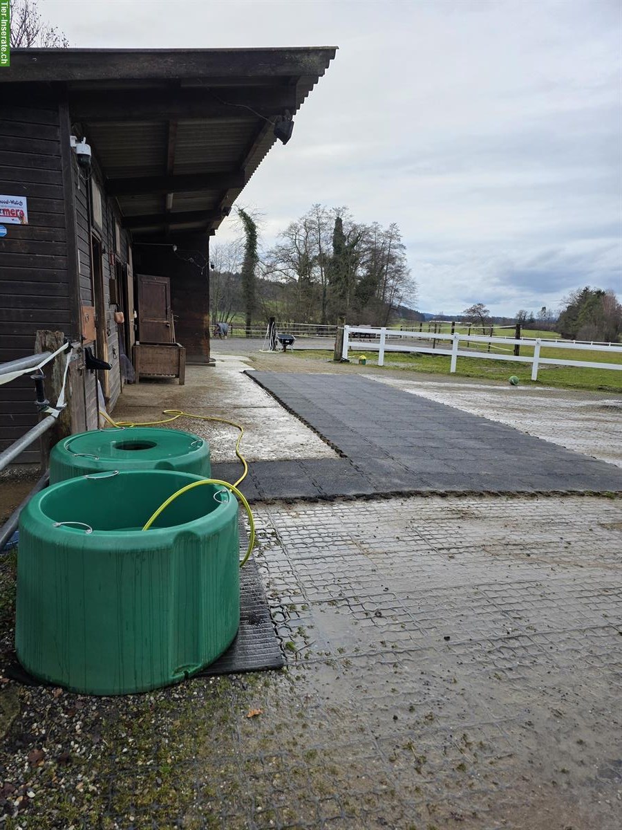 Bild 5: Offenstallplatz in 8512 Lustdorf TG, ab Frühling 2026