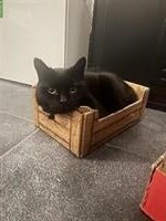 Artgenosse gesucht für 13-jährige Europäisch Kurzhaar Kätzin