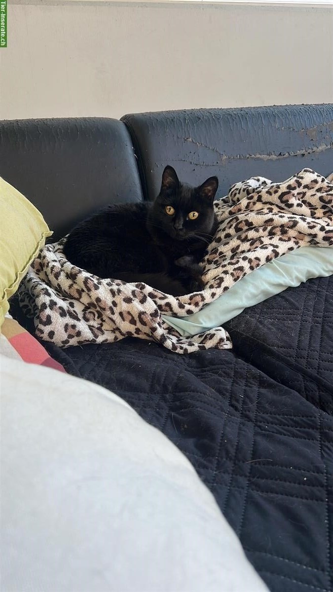 Bild 2: Artgenosse gesucht für 13-jährige Europäisch Kurzhaar Kätzin