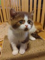 BKH Kitten mit Stammbaum vom Züchter