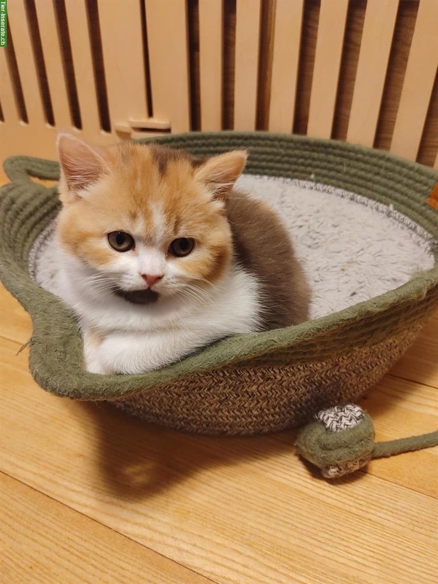 Bild 2: BKH Kitten mit Stammbaum vom Züchter