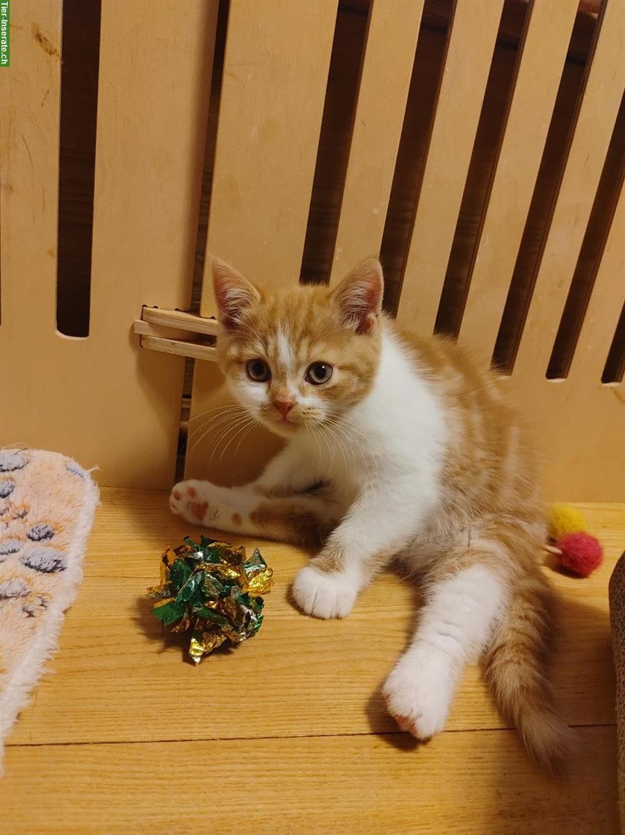 Bild 3: BKH Kitten mit Stammbaum vom Züchter