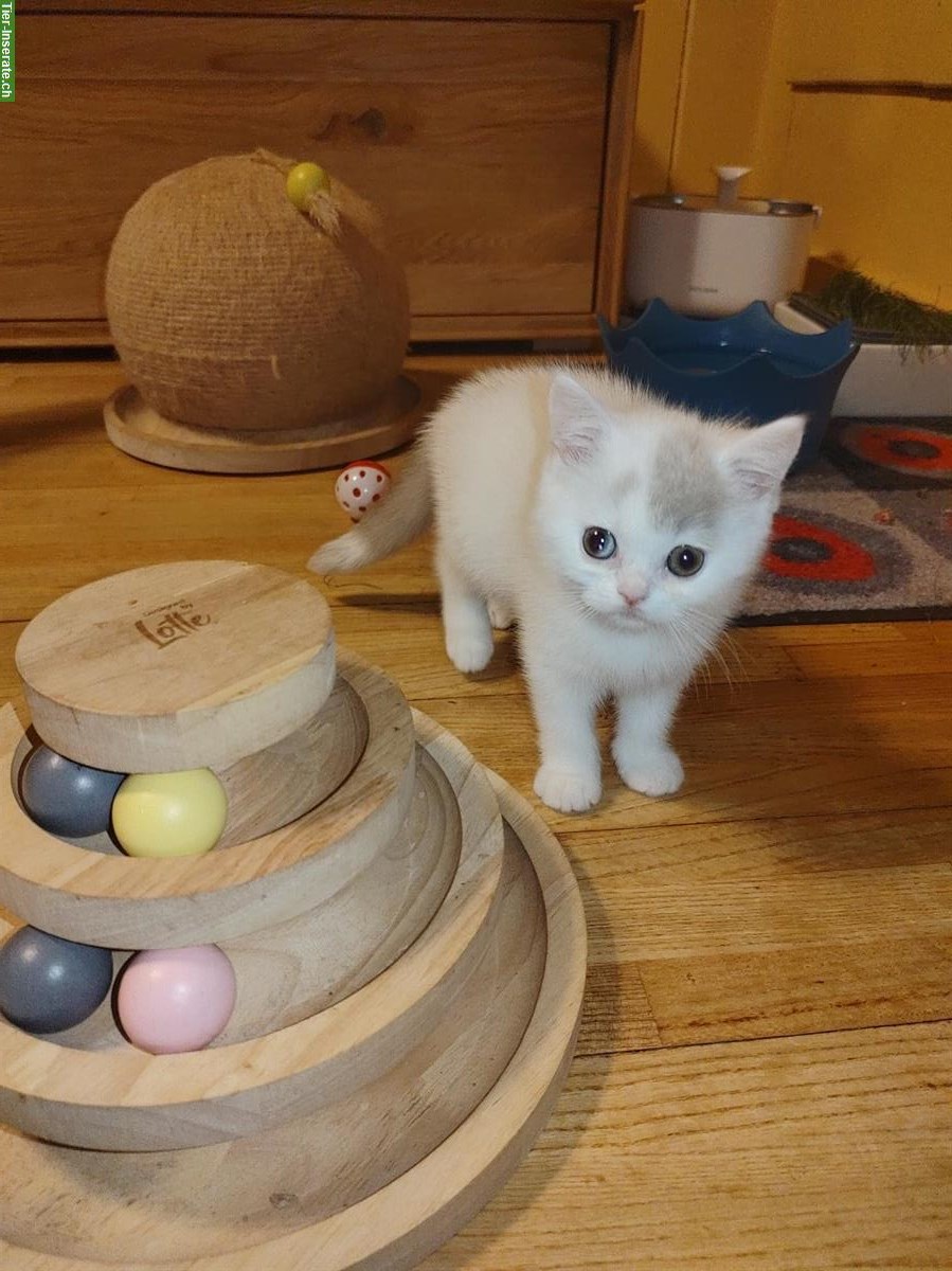 Bild 4: BKH Kitten mit Stammbaum vom Züchter